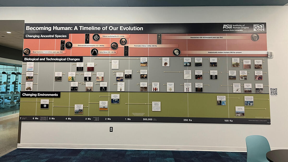 Timeline of Human Evolution image