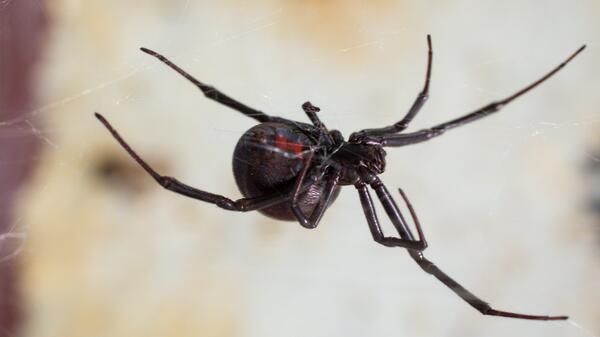Black Widow Spider 
