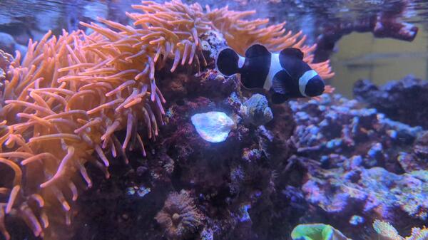 Colorful clownfish and anemone in aquarium.