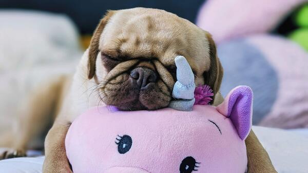Image of a pug relaxing with a squishy pig toy