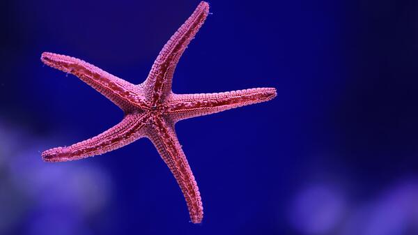 Image of starfish floating in water